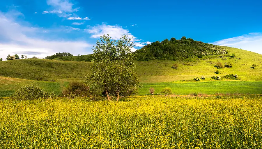 طبیعت با پوشش گیاهی خاص گلزار برای والپیپر