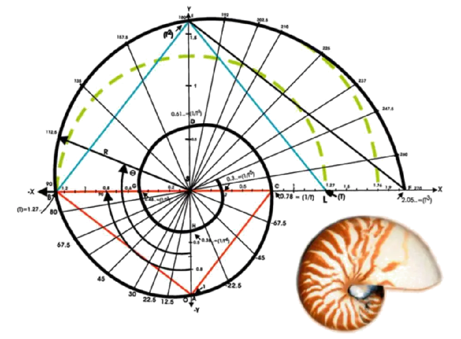 ریاضیات صدف دریایی |  نسبت طلایی ناتیلوس ترسیم هندسی