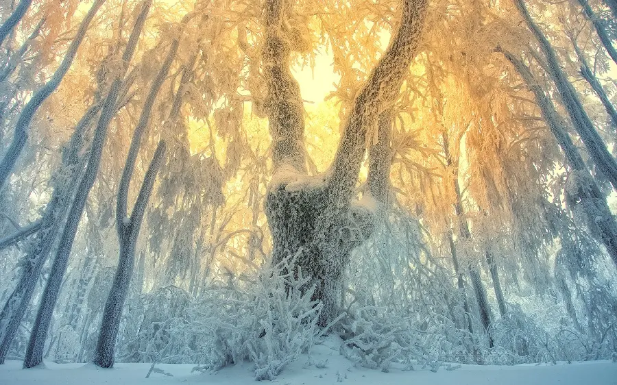 خفن ترین تصویر زمینه زمستانی پر برف هنگام غروب آفتاب برای گوشی موبایل 