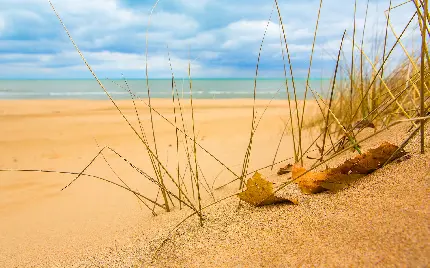 دانلود رایگان بک گراند از چمن ساحلی با کیفیت اچ دی