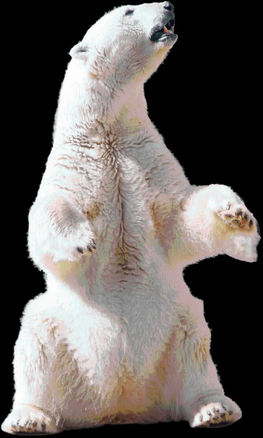 عکس بدون بک گراند پرکاربرد خرس سفید بزرگ برای فتوشاپ