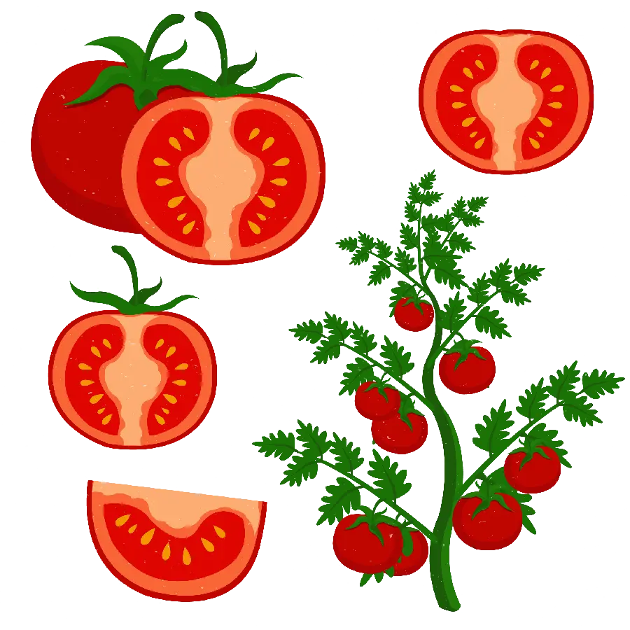 تصویر گوجه فرنگی های قرمز درشت با فرمت PNG پی ان جی