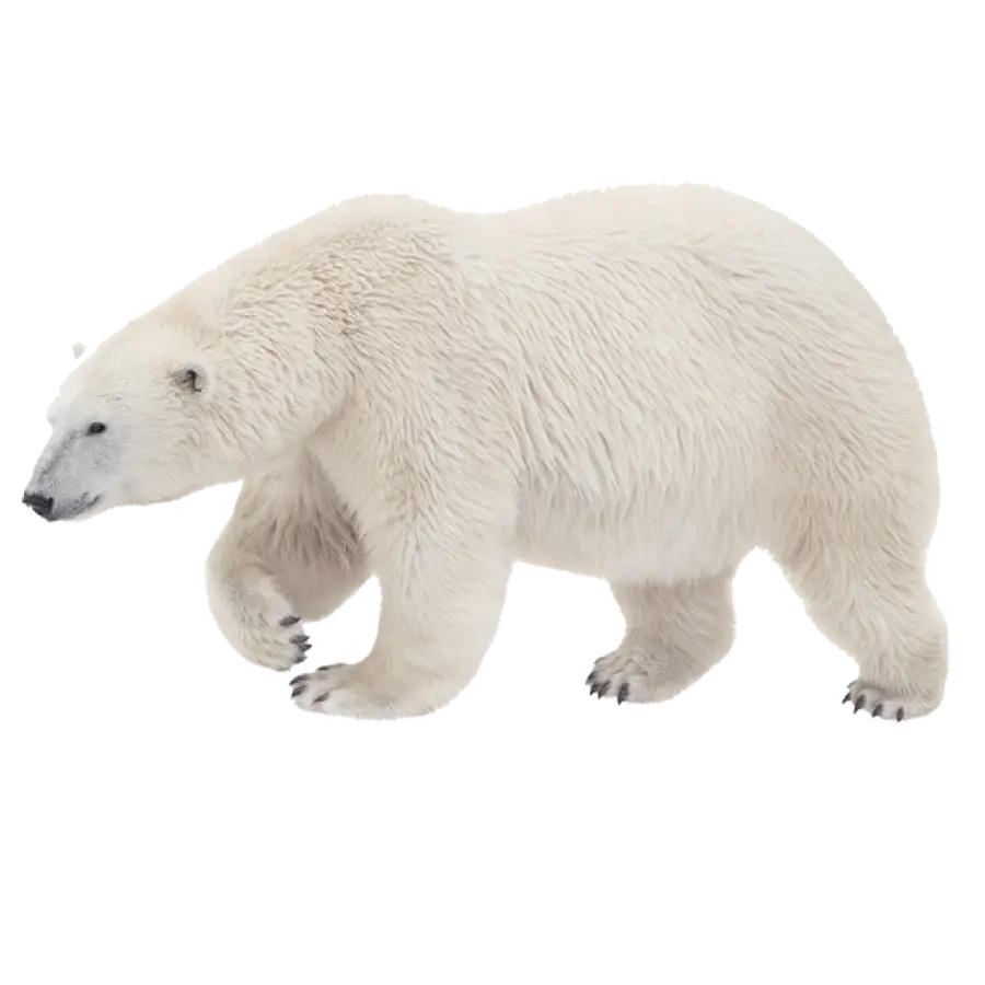 عکس بدون بک گراند خرس سفید قطبی بزرگ به صورت PNG