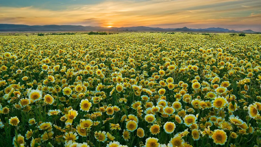 والپیپر از دشت و طبیعت گلزار بهترین مکان برای عکس برداری 