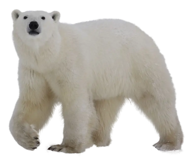 دانلود وکتور خرس قطبی واقعی با فرمت png