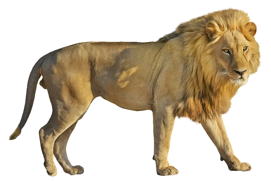 PNG نیم رخ شیر سلطان جنگل