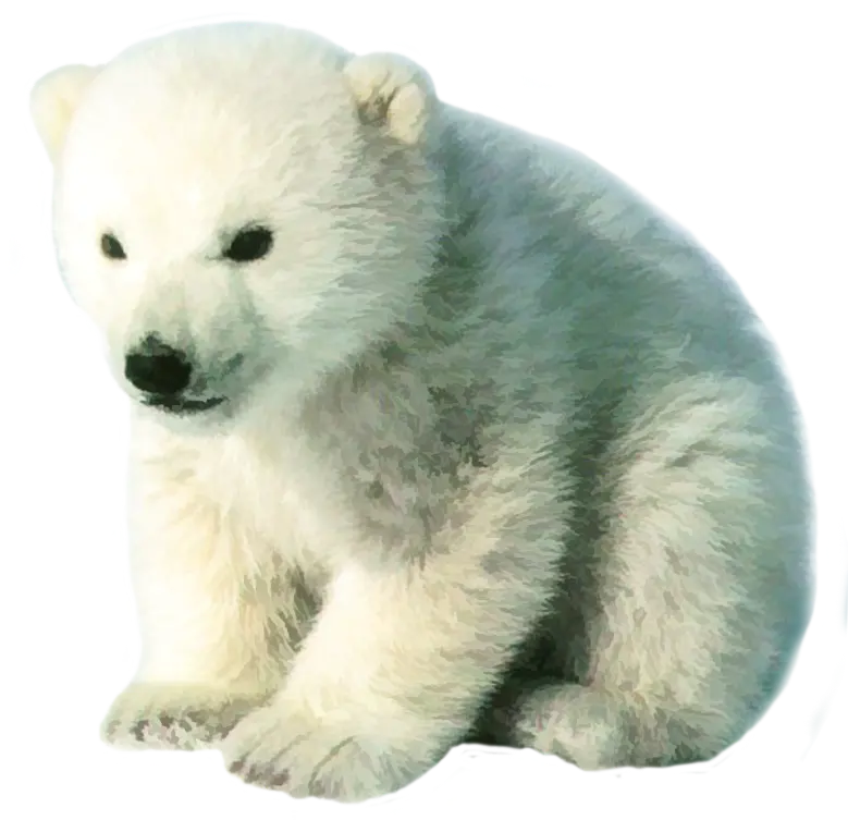 عکس توله خرس قطبی سفید مخصوص پروفایل