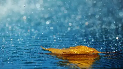 عکس بارش قطره های آب روی برگ پاییزی شناور