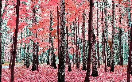 عکس درخت های باریک و بلند به رنگ قرمز با کیفیت بالا