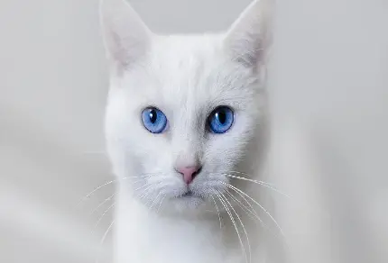 عکس گربه سفید چشم ابی جذاب با پس زمینه سفید ساده