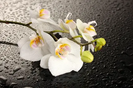 عکس گل ارکیده Orchids سفید با کیفیت بالا