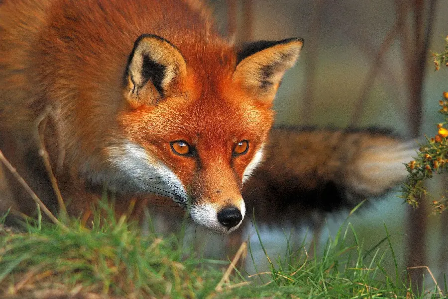 عکس پروفایل برای شبکه های اجتماعی از روباه