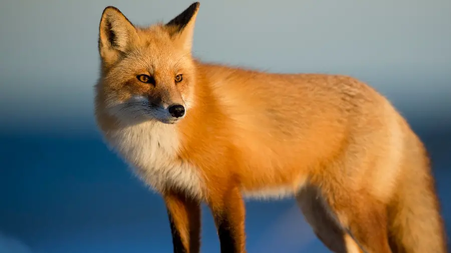 دانلود تصویری زیبا و دیدنی از روباه برای چاپ روی تخته شاسی