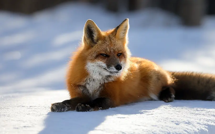تصویر استوک شگفت آور و جذاب روباه برای تم زمستانی