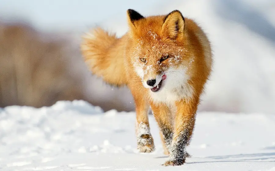عکس استوک چشم نواز روباه میان برف های سفید و پنبه ای
