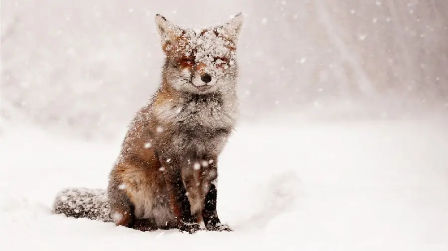 عکس خوشگل روباه روسی میانه در میان برف های سفید