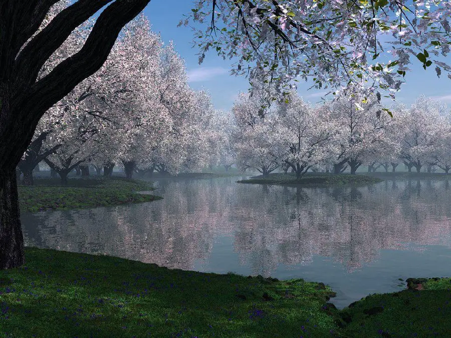 عکس دریاچه و شکوفه‌های درخت در فصل بهار