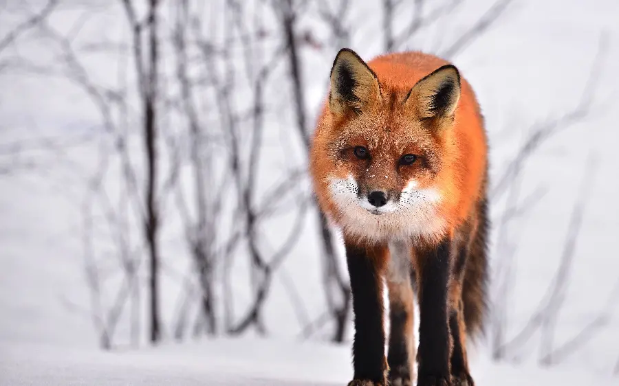 دانلود رایگان تصویر پس زمینه روباه سرخ گونه ی فراوان در دنیا