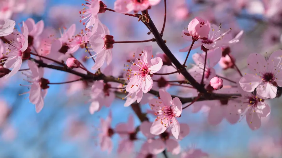 شکوفه‌های صورتی فصل بهار