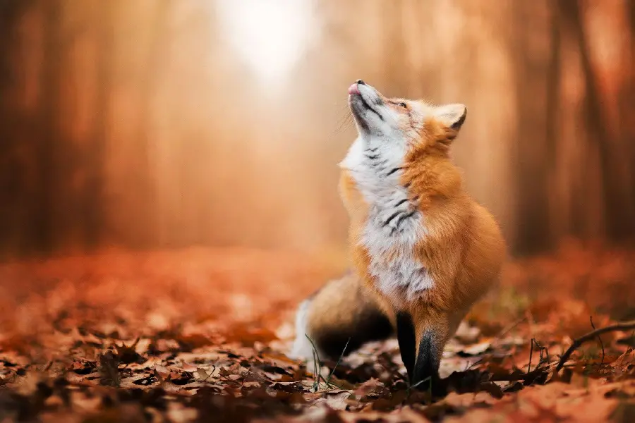 ناب ترین عکس زمینه ها از روباه دانلود از سایت جوهره