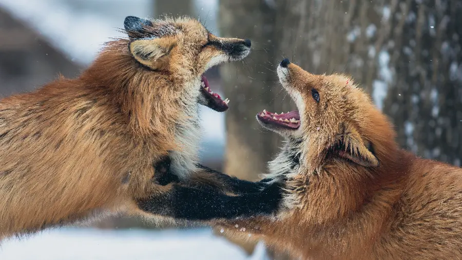 عکس شکار لحظه ها از درگیری دو روباه سرخ 