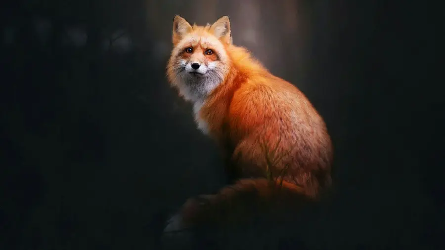 نقاشی دیجیتال خیلی زیبای روباه برای بکگراند و پس زمینه