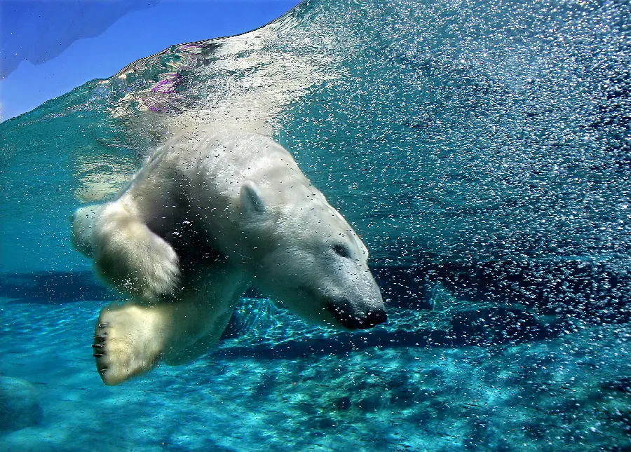 عکس حیوان خرس قطبی و حیوانات قطبی