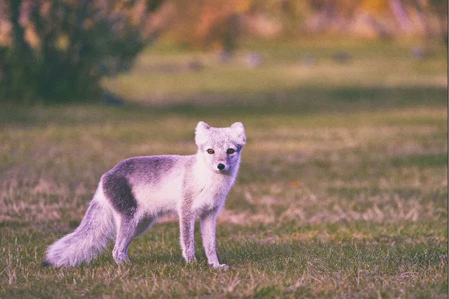 تصویر زمینه روباه قطبی با بالاترین کیفیت ممکن