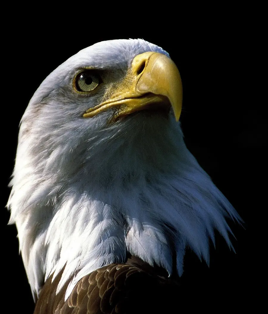 عکس عقاب سر سفید در مستند حیات وحش