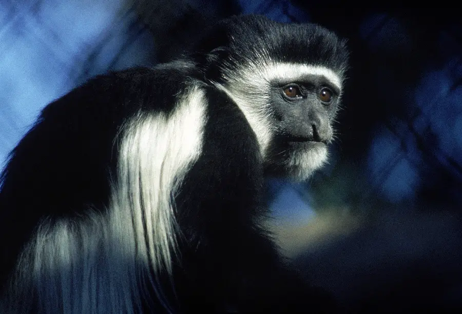 عکس میمون سیاه و سفید در مستند حیات وحش