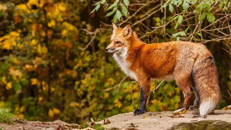عکس گرفته شده از روباه در طبیعت آزاد و رها با کیفیت عالی