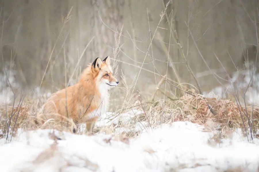 عکس استوک روباه برای علاقمندان به حیوانات 