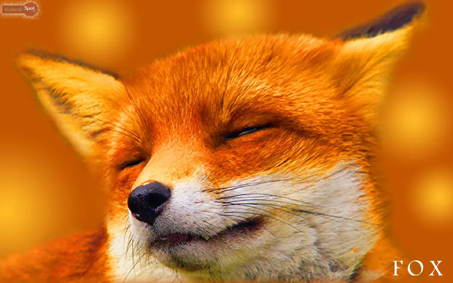 دانلود بکگراند بامزه و گوگولی برای طرفداران روباه Fox