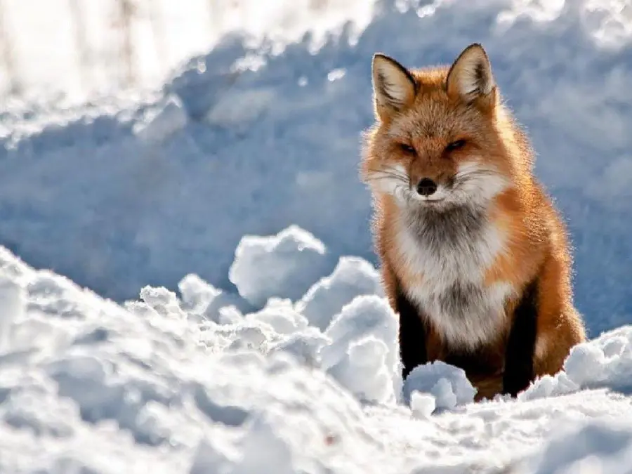 عکس استوک باکیفیت از روباه برای بکگراند صفحه های دیجیتال