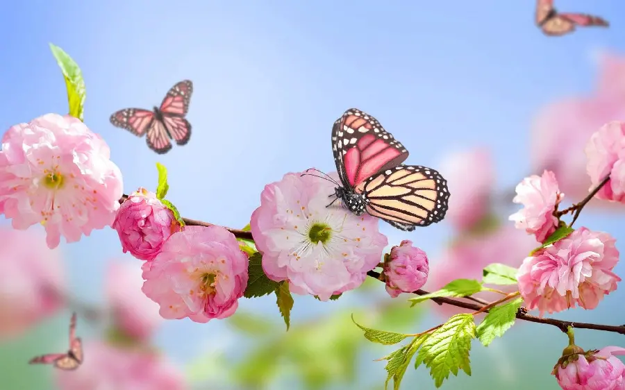 پروانه و شکوفه‌های صورتی در فصل بهار