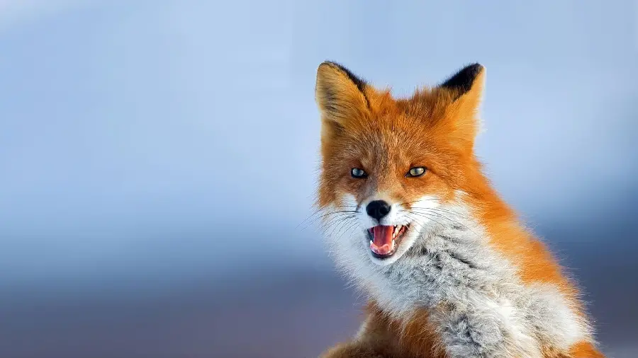 عکس پروفایل روباه قرمز نژاد پرطرفدار در سراسر دنیا 