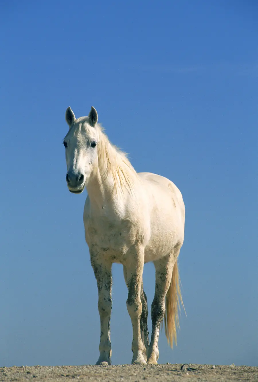 عکس اسب سفید در مستند حیات وحش