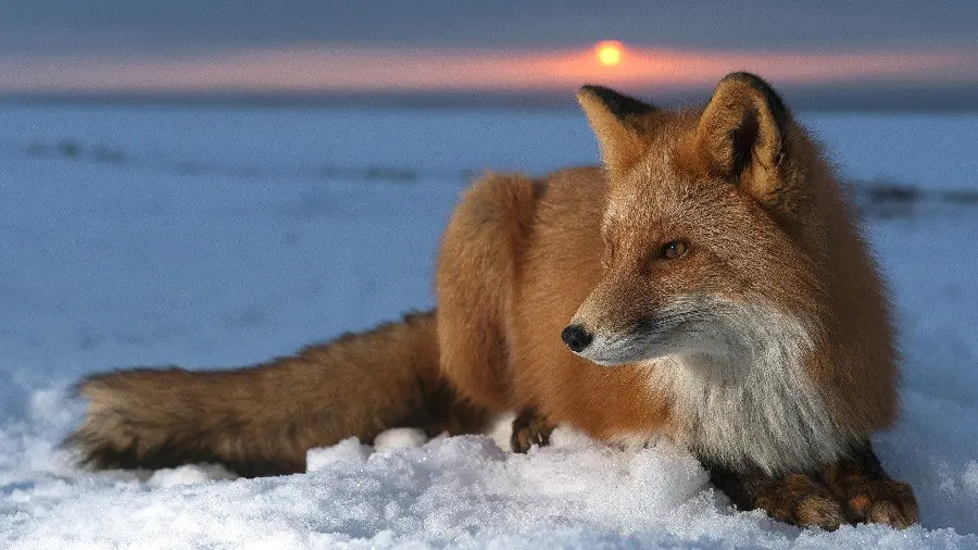 تصویر زمینه از روباه با پس زمینه غروب خورشید برای چاپ باکیفیت