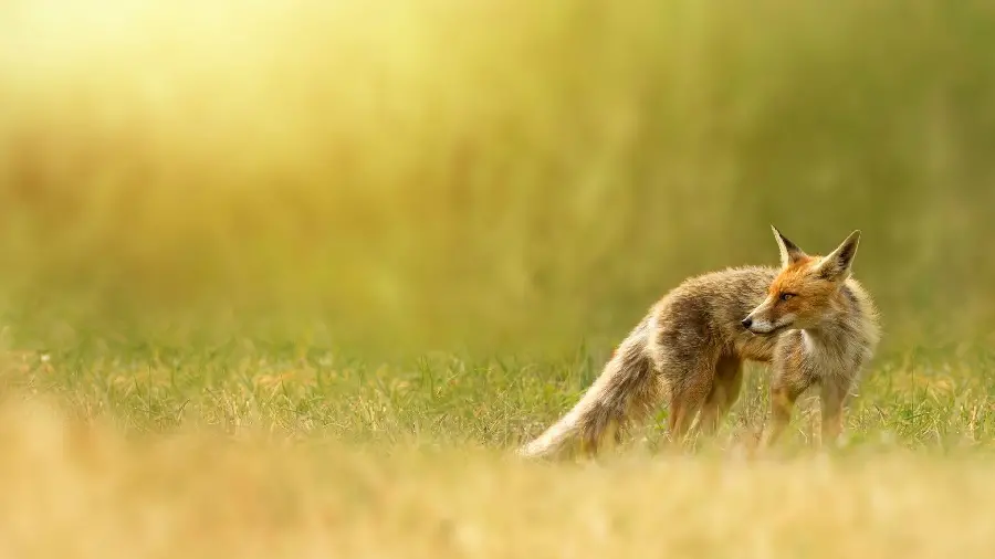 اکس استوک جذاب و شگفت انگیز روباه فول اچ دی