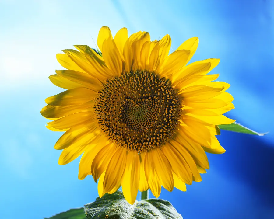 عکس گل آفتاب گردان در فصل تابستان