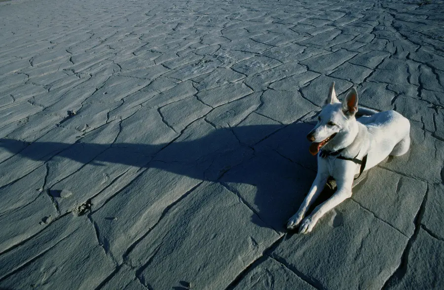 عکس سگ سفید در مستند حیات وحش