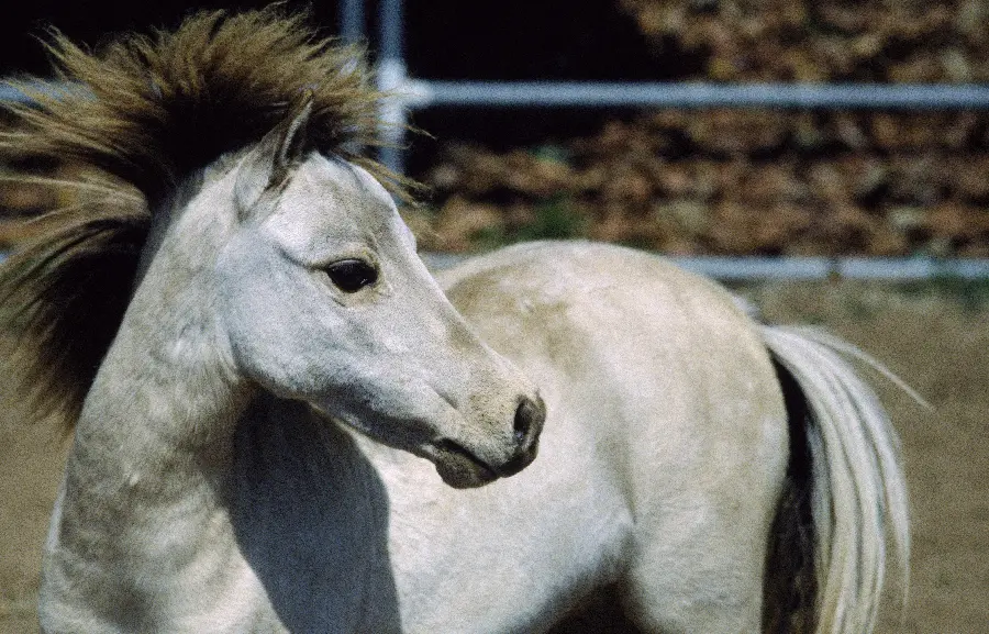 عکس حیوان اسب سفید و حیوانات سواری