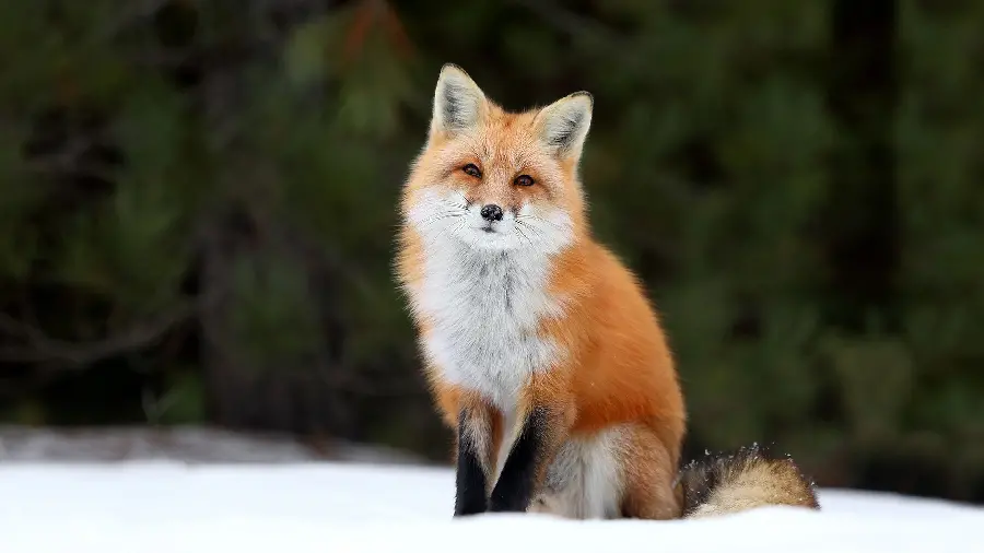 تصویر جذاب روباه برای پروفایل دوستداران حیوانات