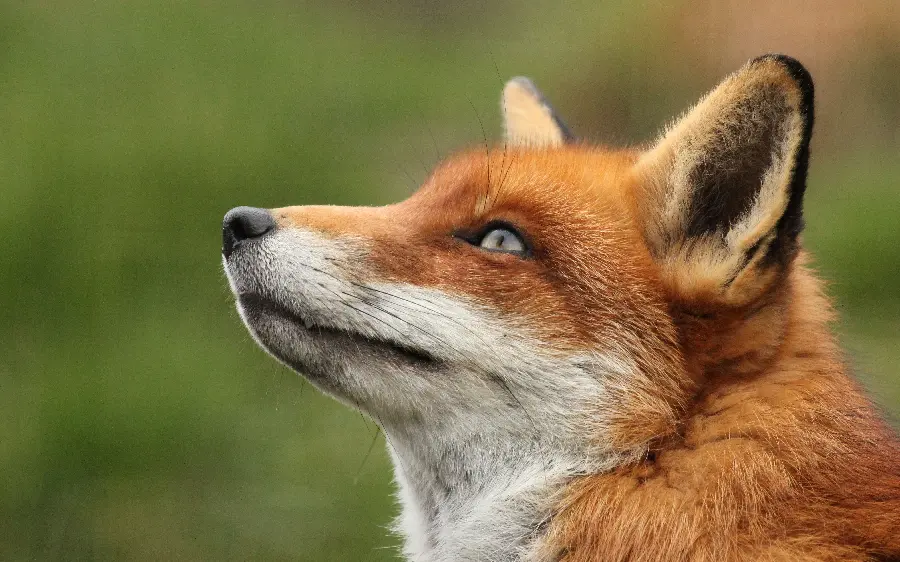 تصویر پروفایل بی نظیر از روباه برای علاقمندان به حیوانات وحشی