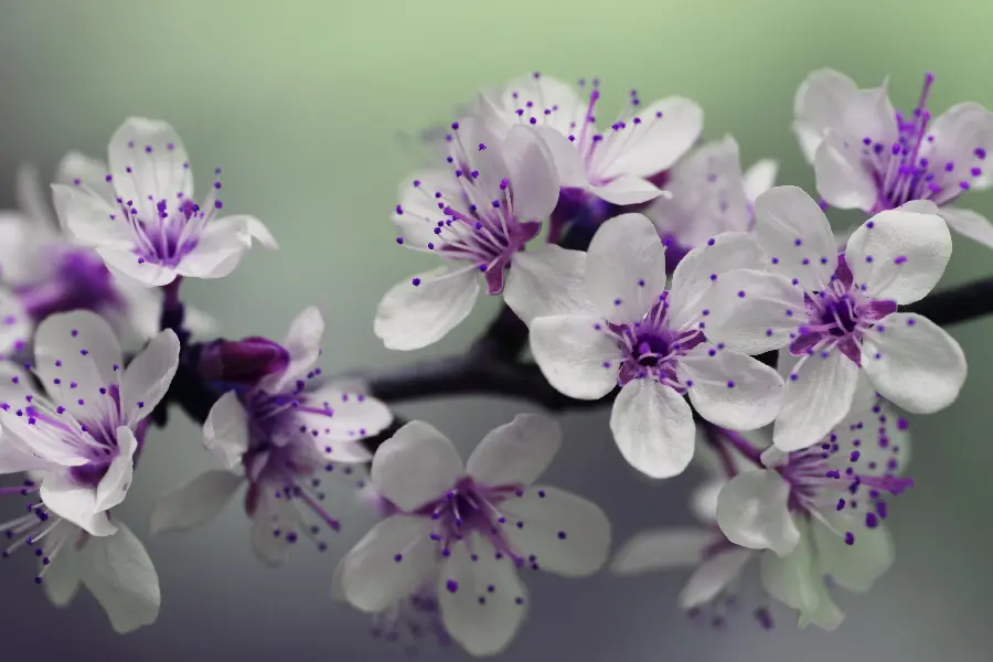 تصویر شکوفه‌های بنفش و سفید در فصل بهار