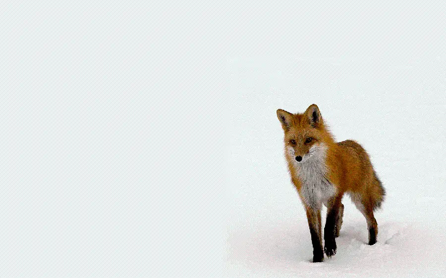 دانلود رایگان عکس استوک روباه برای استفاده در وبسایت ها و بلاگ ها