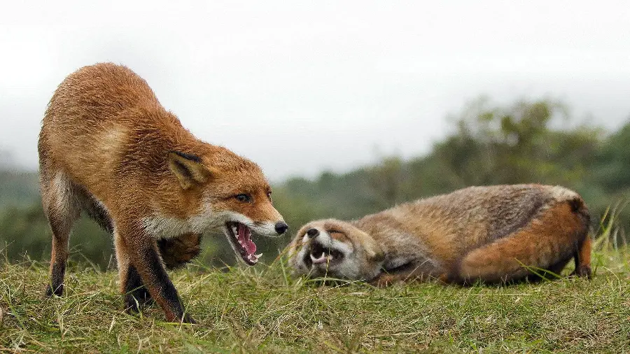 پس زمینه مهیج دو روباه آزاد در طبیعت وحشی 