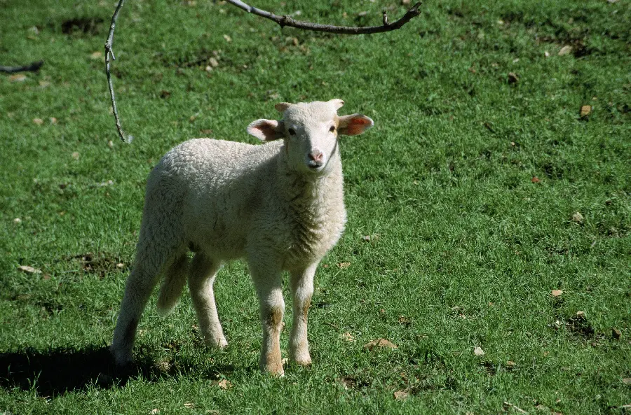 عکس حیوان گوسفند و حیوانات اهلی