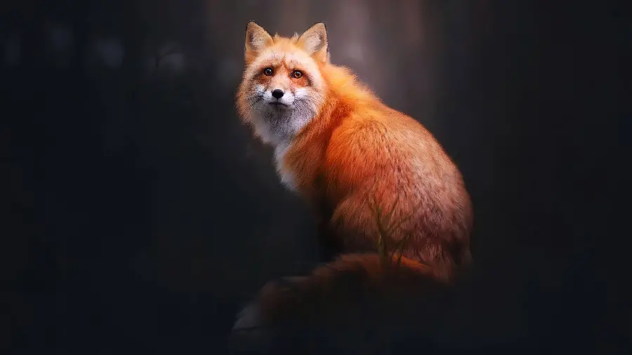 عکس زمینه جذاب و تماشایی از نقاشی روباه زل زده دوربین