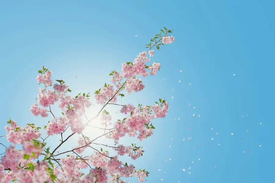 عکس شکوفه‌های فصل بهار